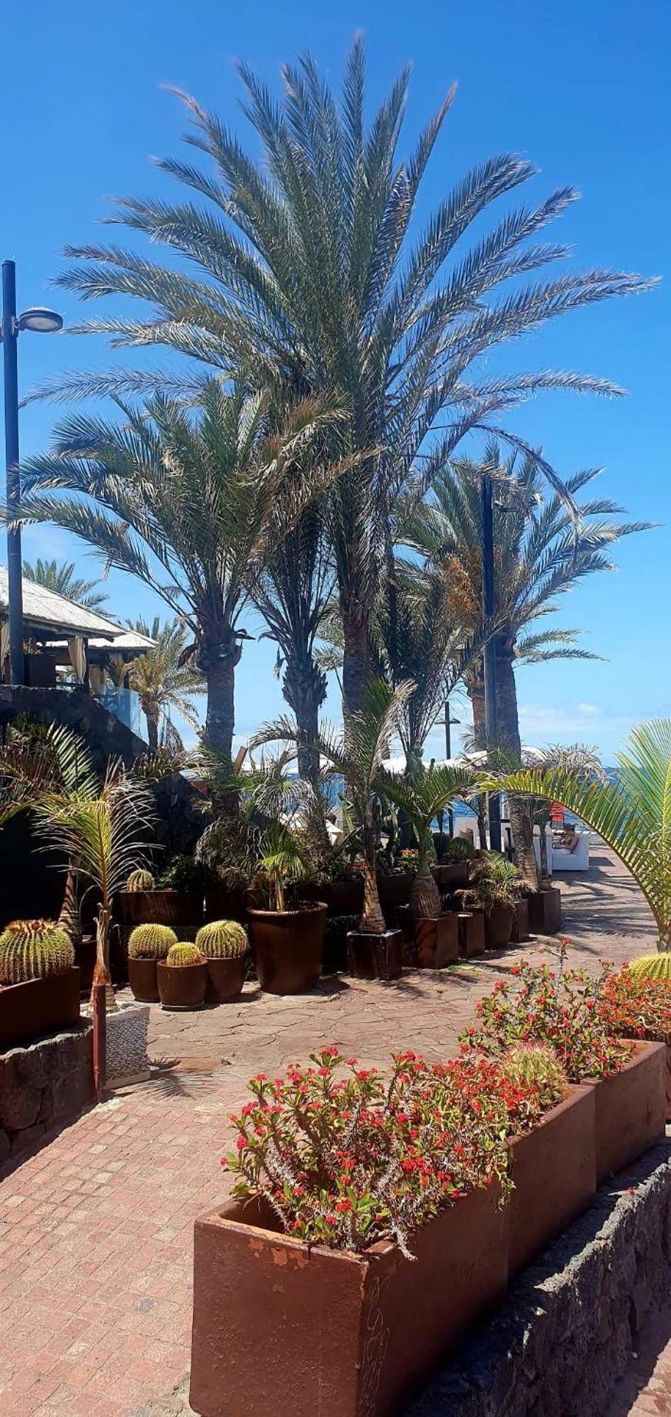 Wonderful White Appartament In Las Tortugas Playa de las Americas  Exterior photo